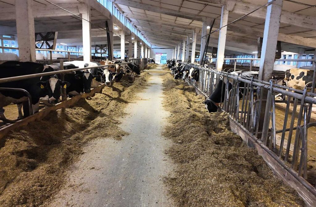 Agrargenossenschaft kuhstall