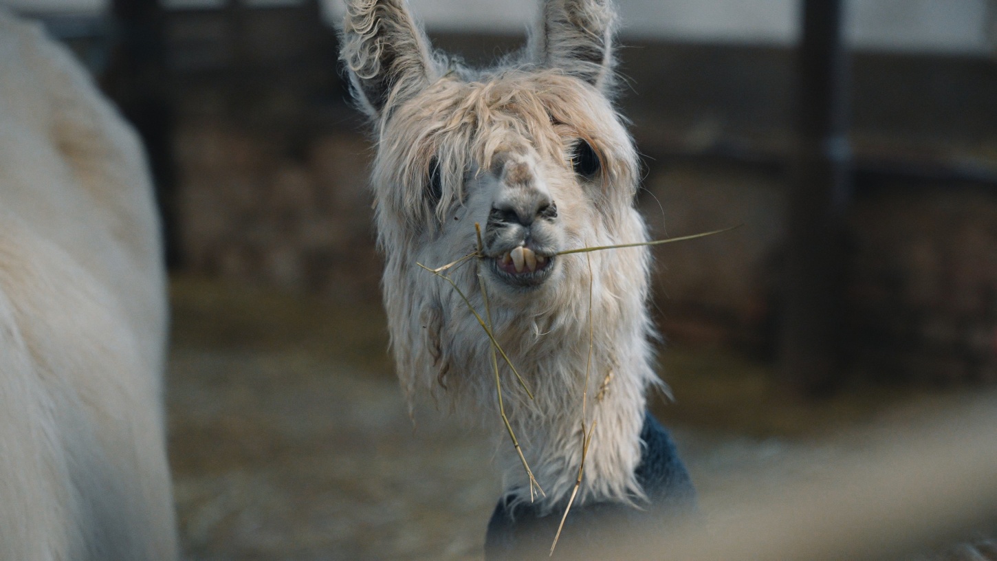 Aktivhof Lindengut Kiesdorf 3