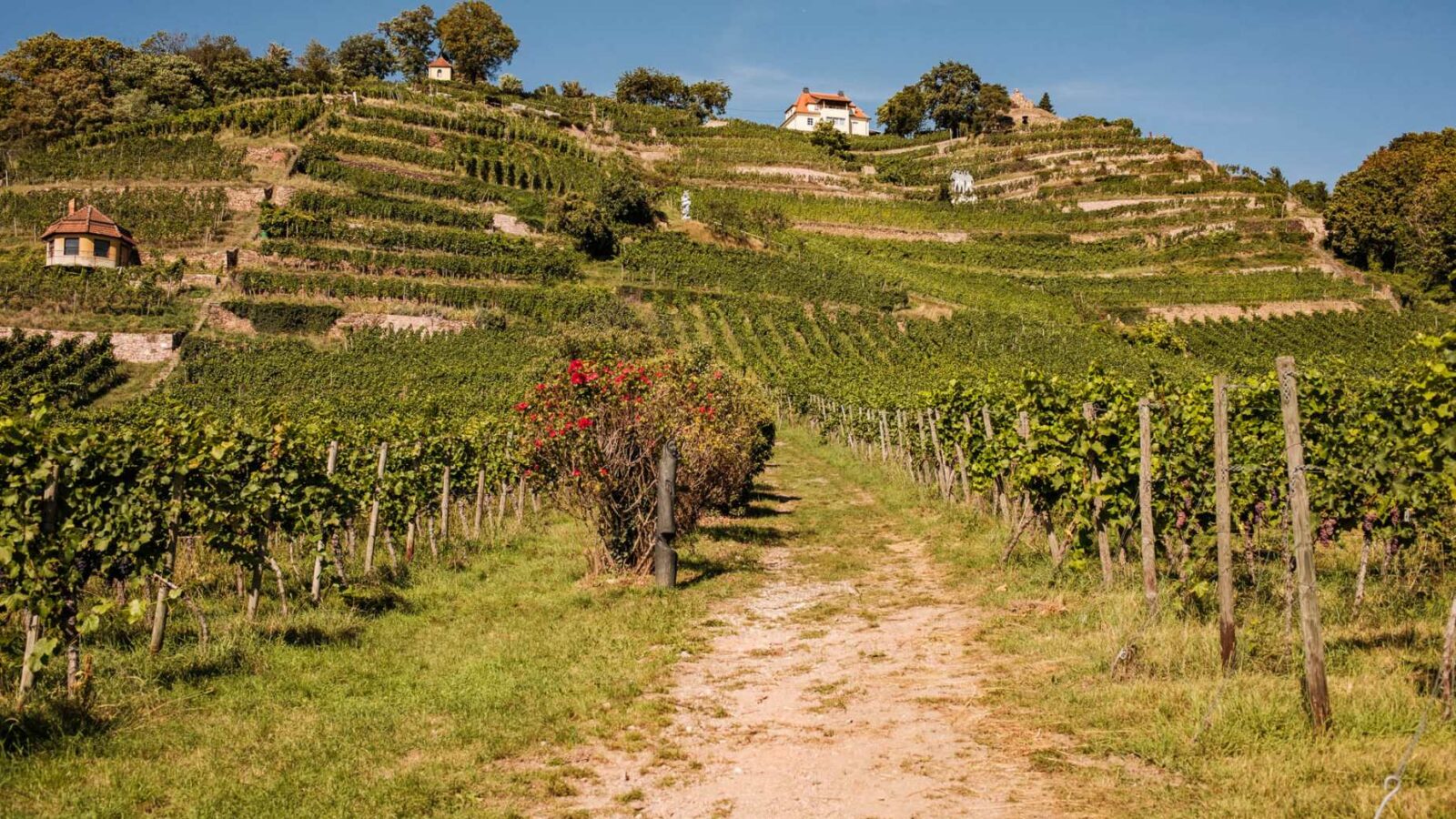 Blick auf die Weinbergterrassen des Weinguts Drei Herren in Radebeul 3