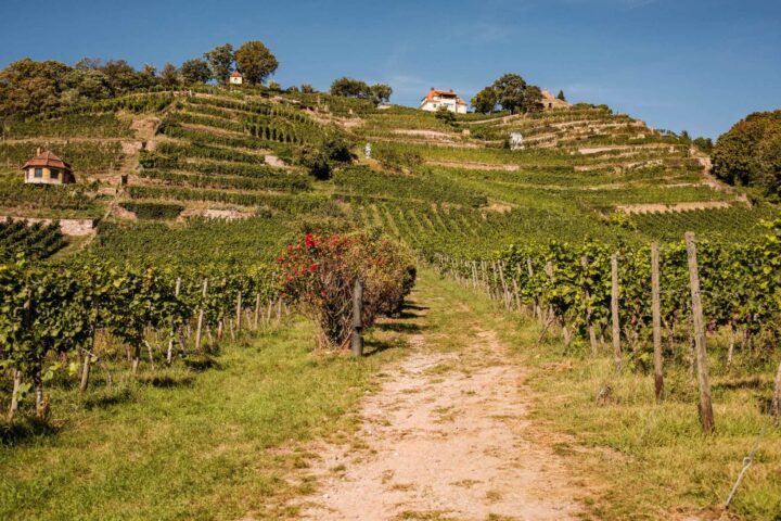 Blick auf die Weinbergterrassen des Weinguts Drei Herren in Radebeul 3