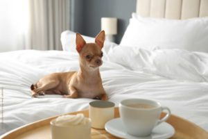 Die 5 besten Hotels für Urlaub mit Hund in der&hellip;