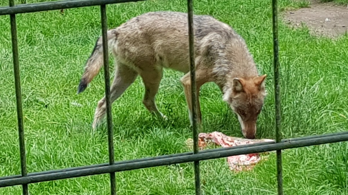 Wölfe im Wildgehege Moritzburg
