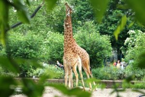 Tierische Abenteuer im Zoo Dresden erleben