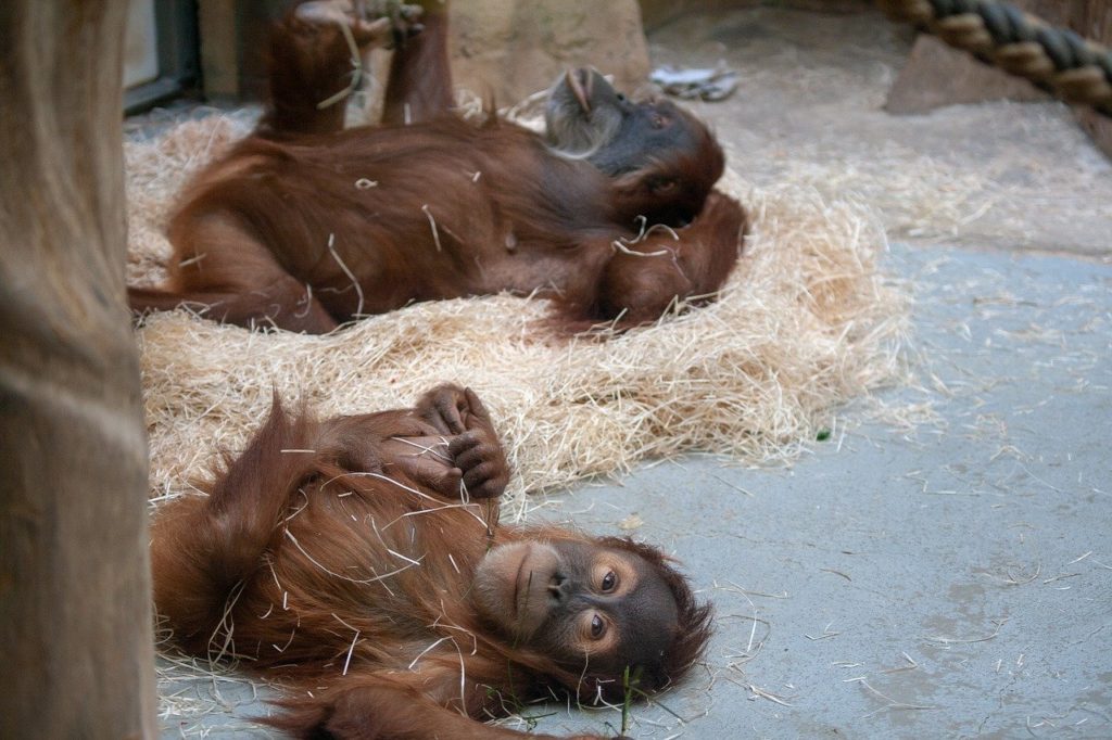 Zoo Dresden