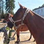 ranch am see 2