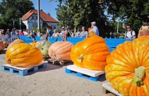 Kürbiswiegen in Ludwigsdorf – Schwerste Kürbis mit 936 Kilogramm auf…