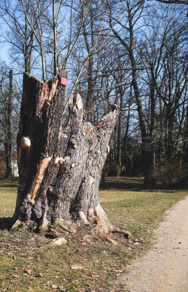 stadtpark goerlitz 2