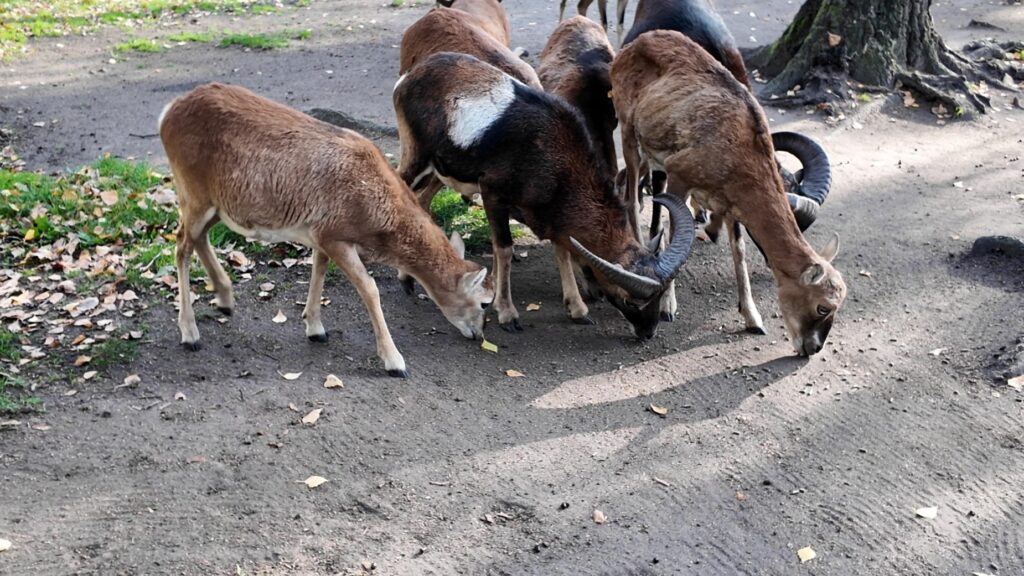 Tierpark Weißwasser