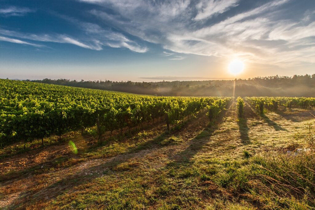 vineyard 428041 1280